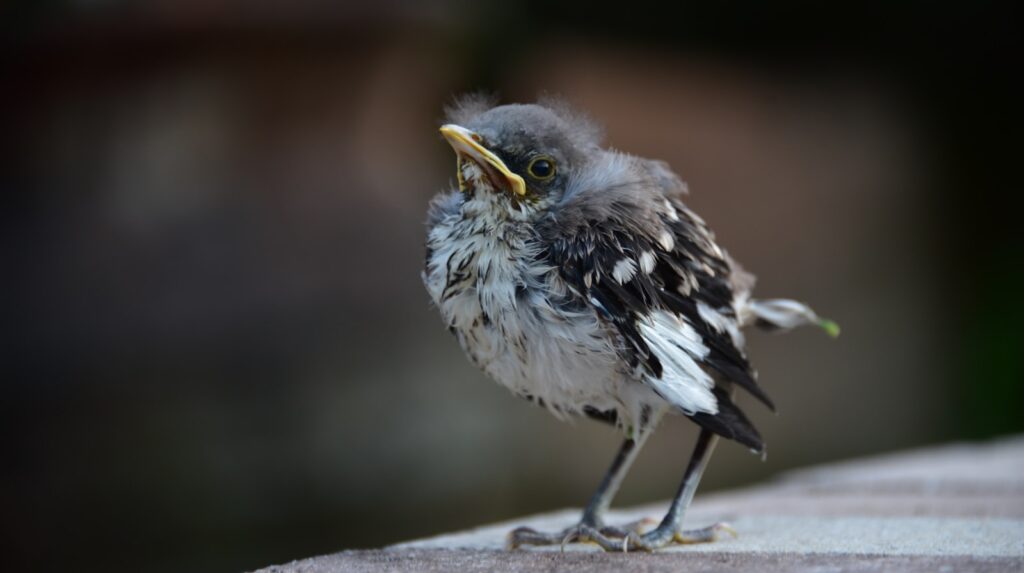 white and black bird on brown wooden surface