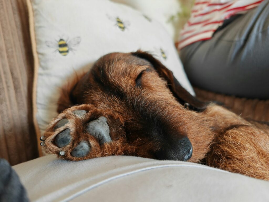 a brown dog sleeping on top of a couch