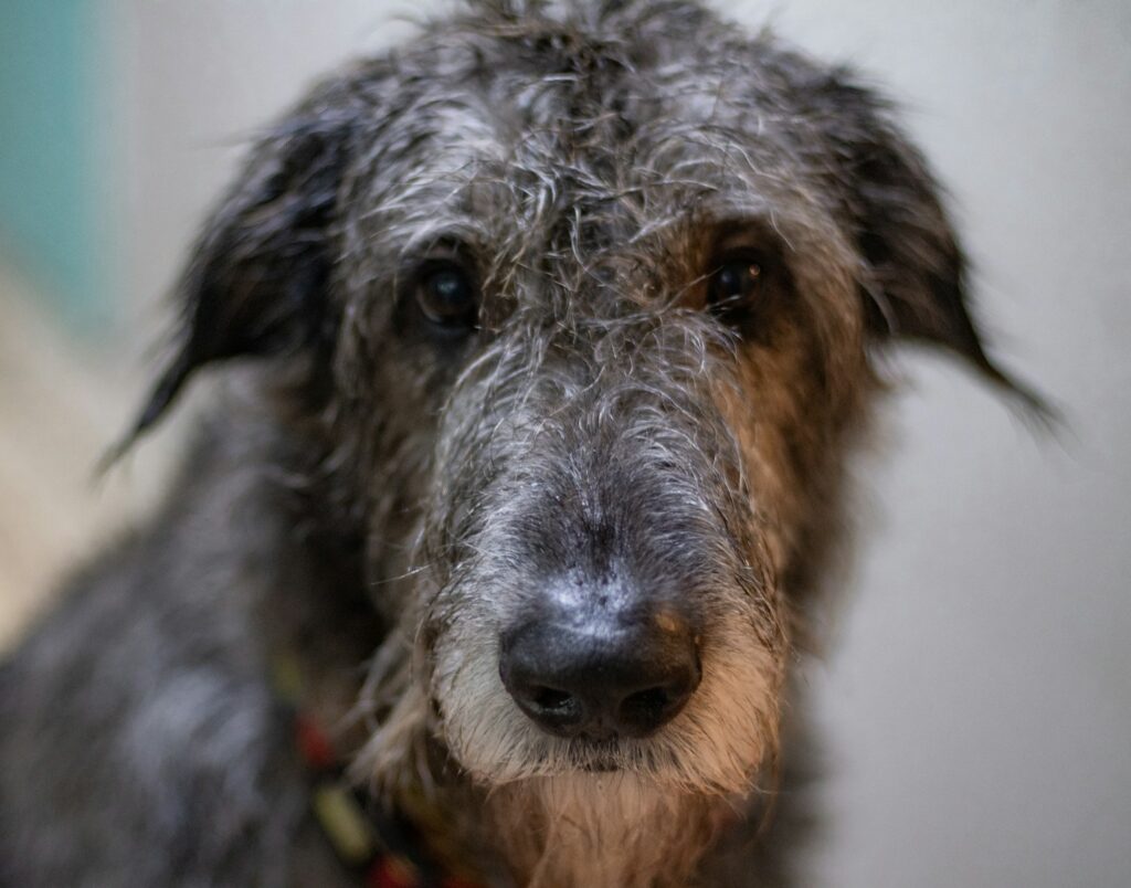 a close up of a wet dog with a collar