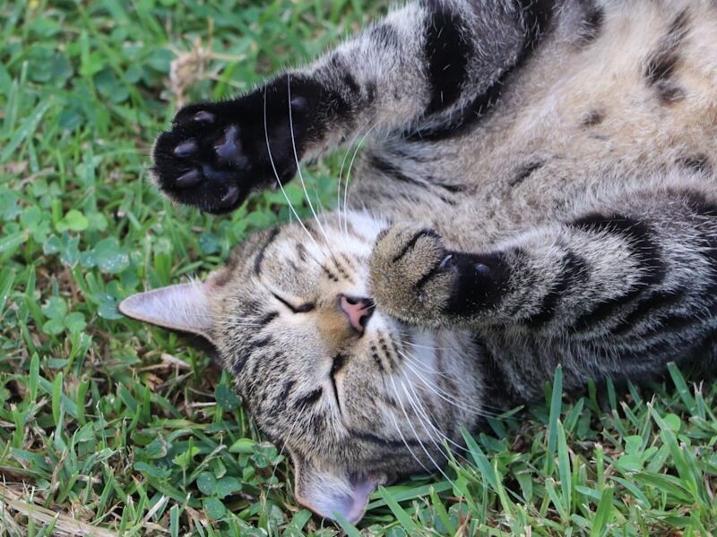 a cat laying on its back in the grass