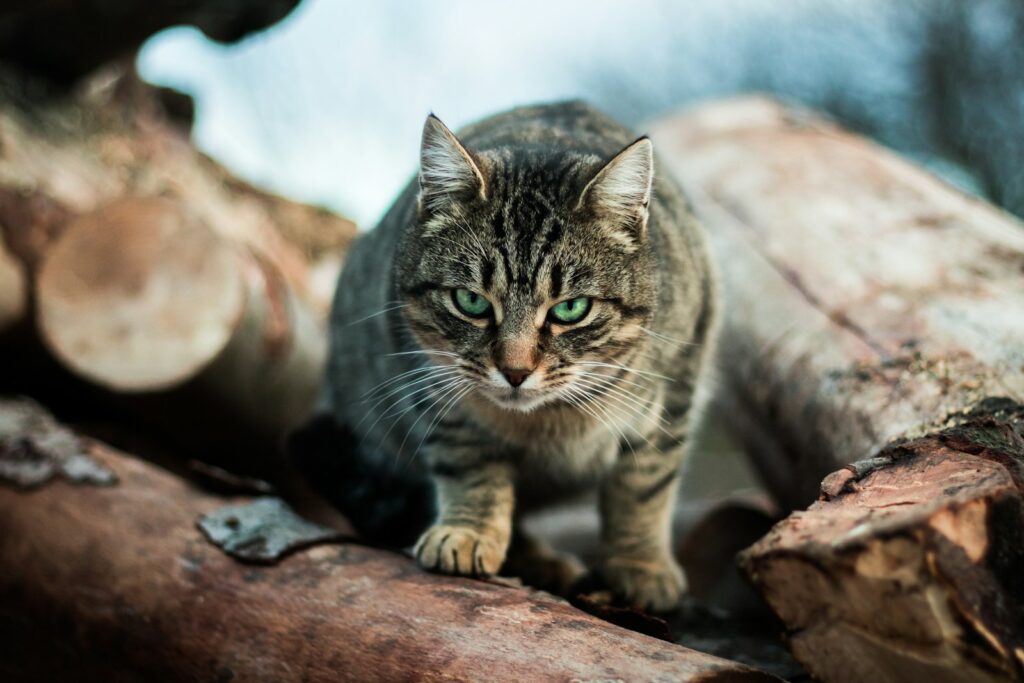 gray cat standing on a tree branch