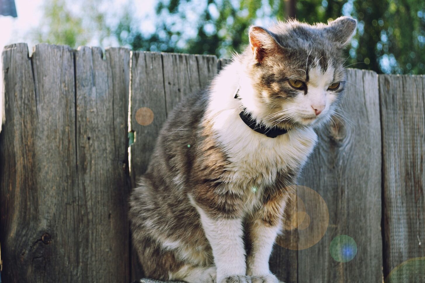 long-fur white and brown cat standing on wooden frame in front of wall