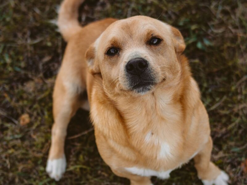 short-coated brown dog sitting on grass