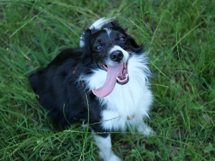 a black and white dog standing on top of a lush green field