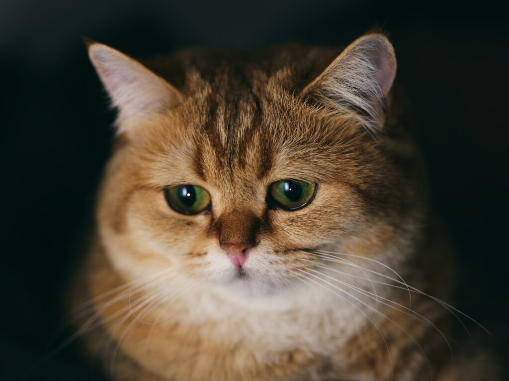 a close up of a cat with green eyes