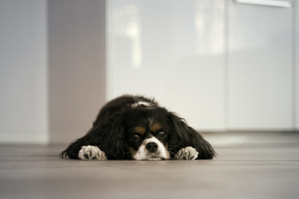 a dog lying on the floor