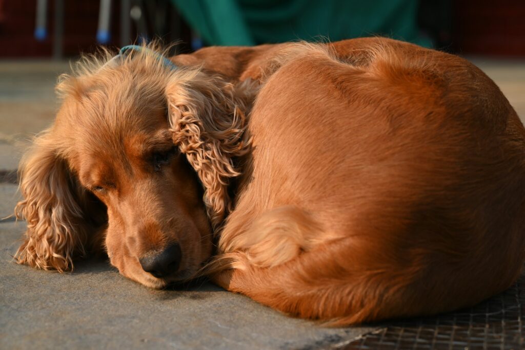 a brown dog laying on top of a floor
