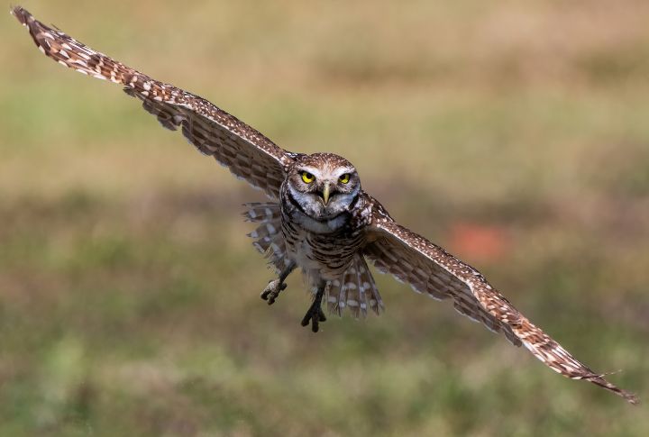 Burrowing Owl
