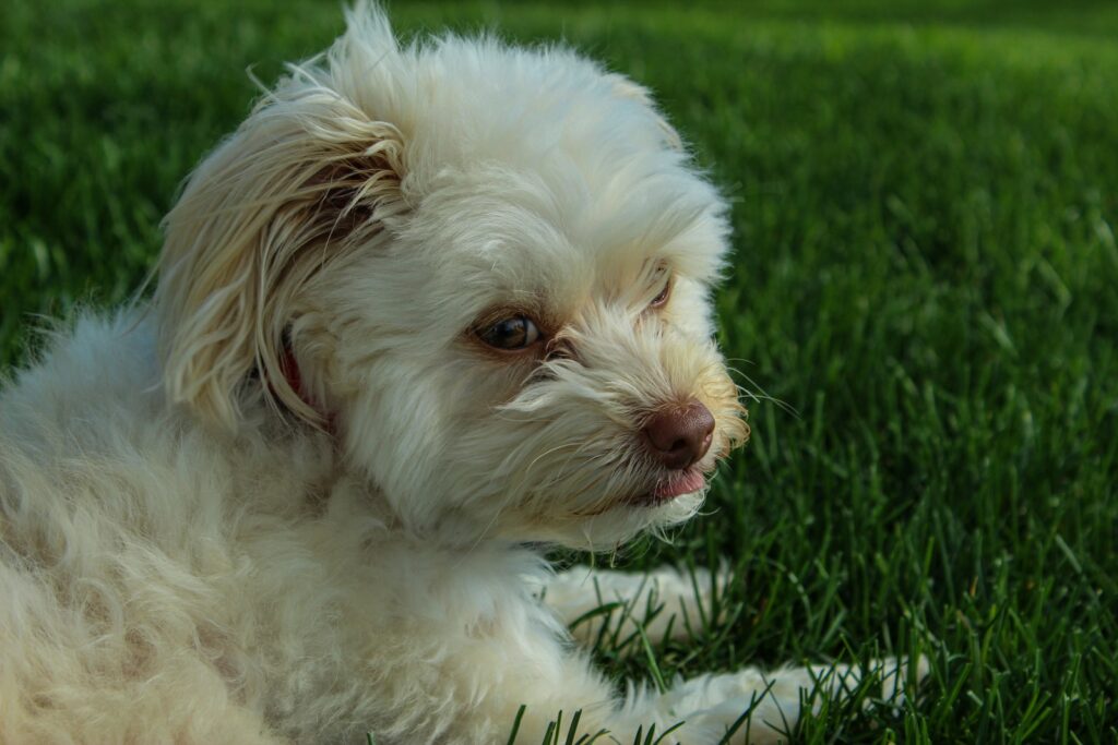 a small white dog laying on top of a lush green field