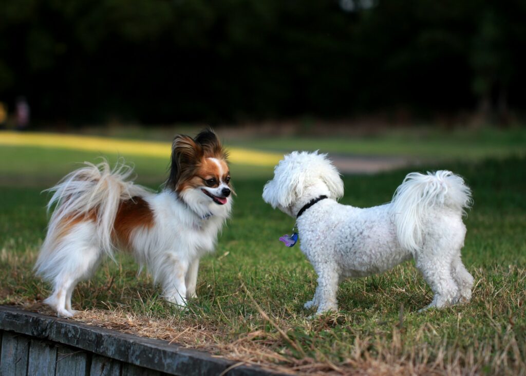A couple of small dogs standing on top of a lush green field