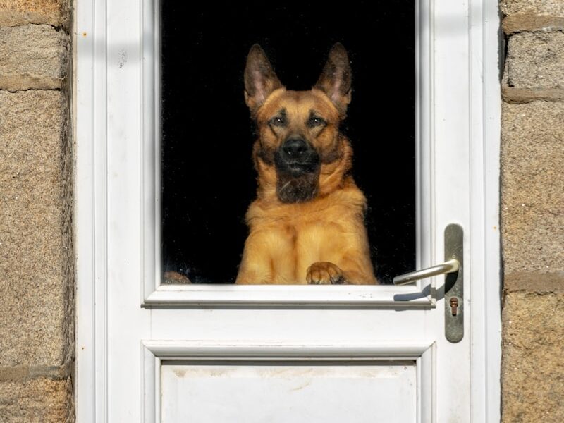 brown dog beside door