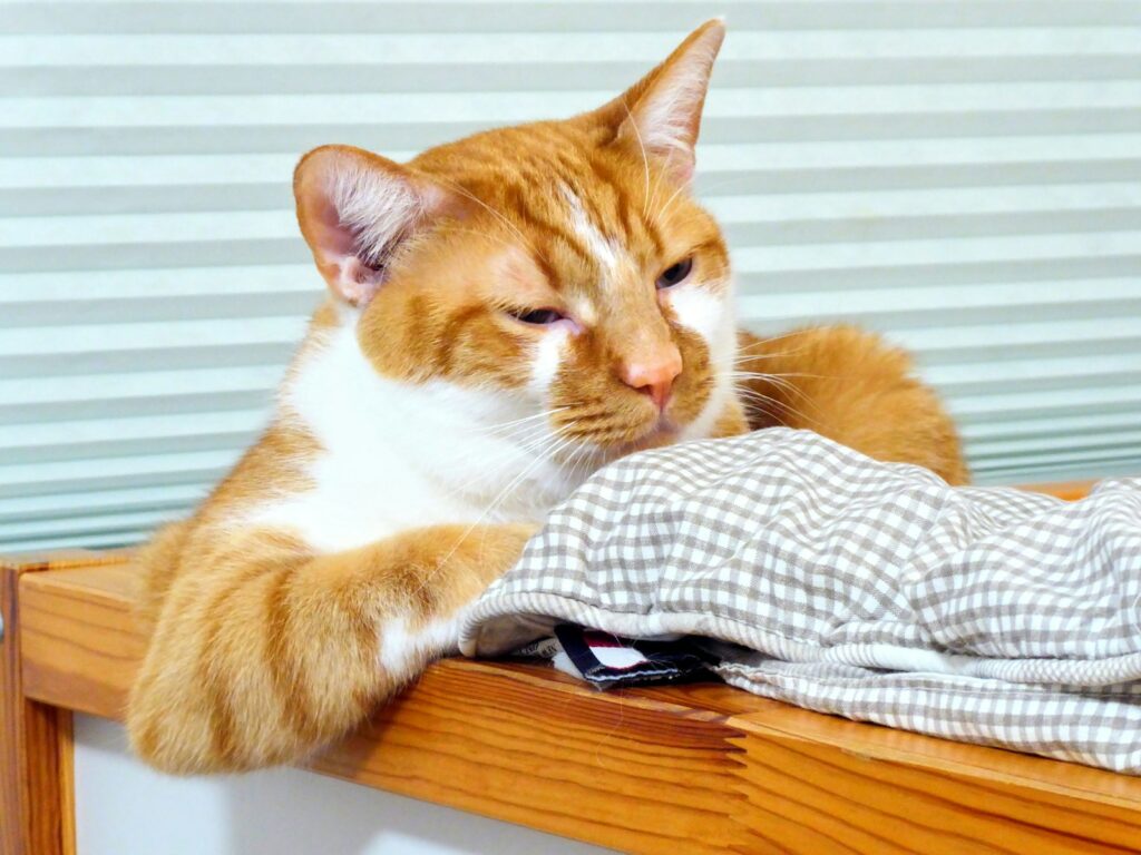 An orange and white cat sitting on top of a wooden table