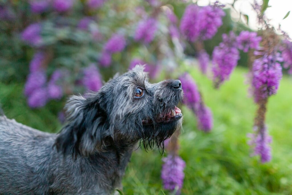 a dog standing in a field of purple flowers