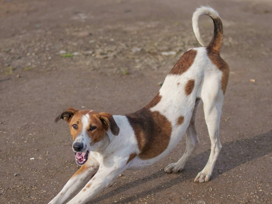 a dog lying on the ground