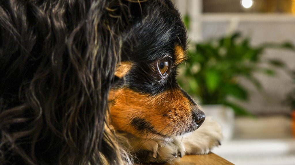 black and brown long haired small sized dog