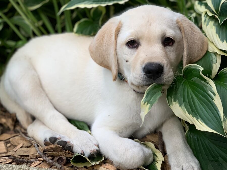 beige and white puppy near plant