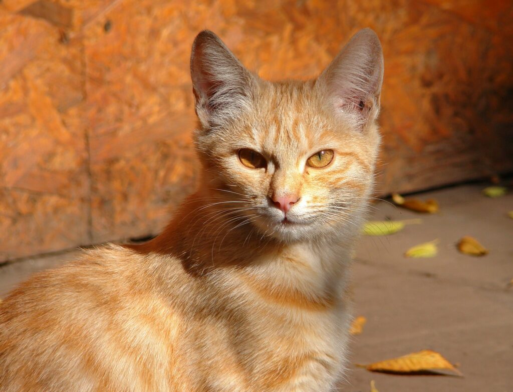 orange tabby cat on brown wooden table