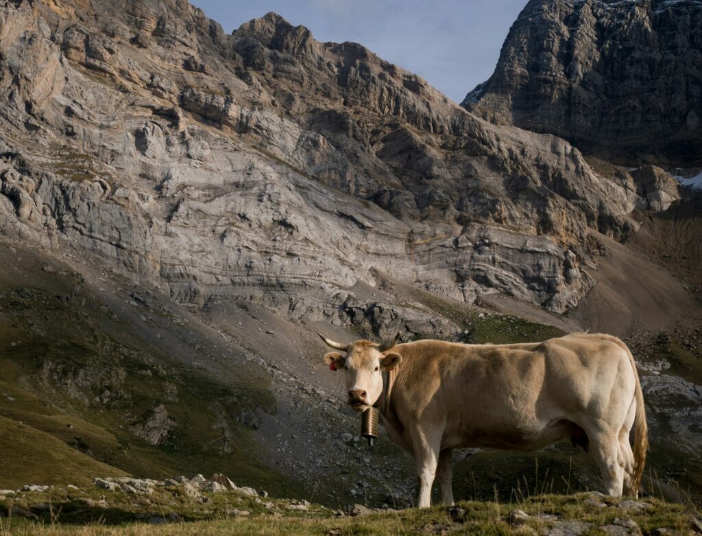 brown cattle standing near mountain