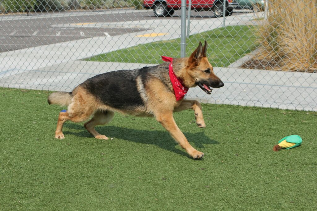 a german shepherd playing with a ball in a fenced in area