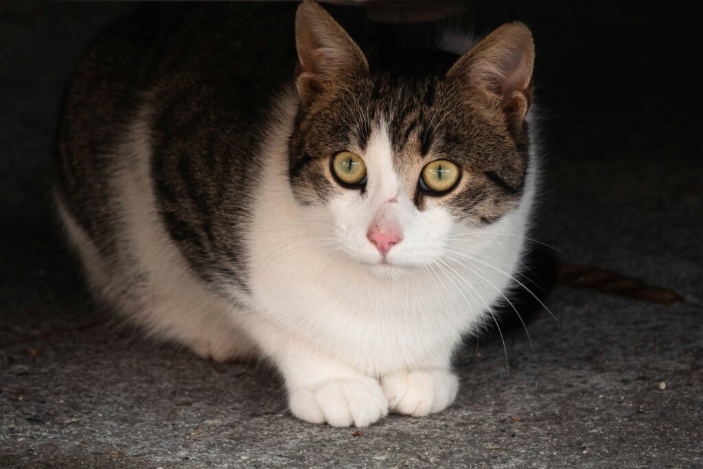 a cat is sitting under a car looking at the camera