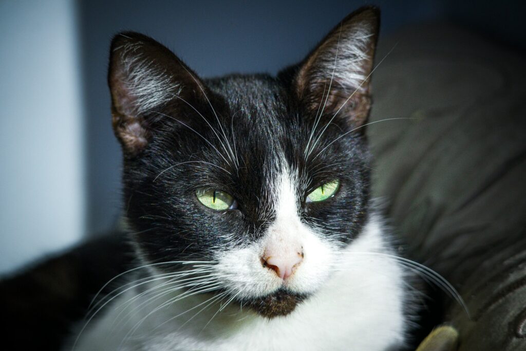 a black and white cat with green eyes