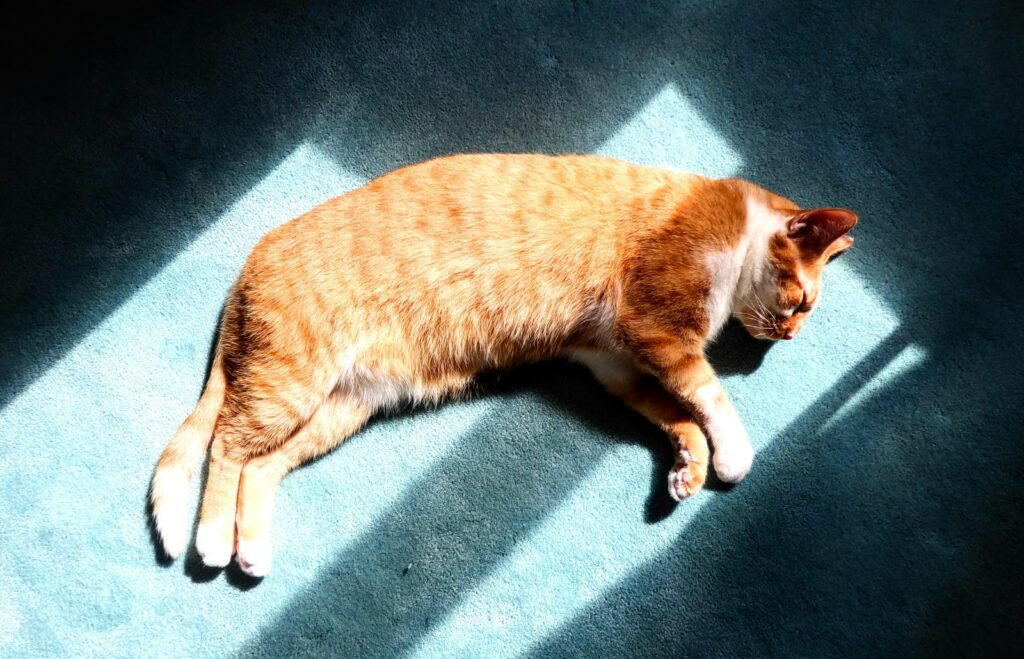 An orange cat laying on a blue carpet