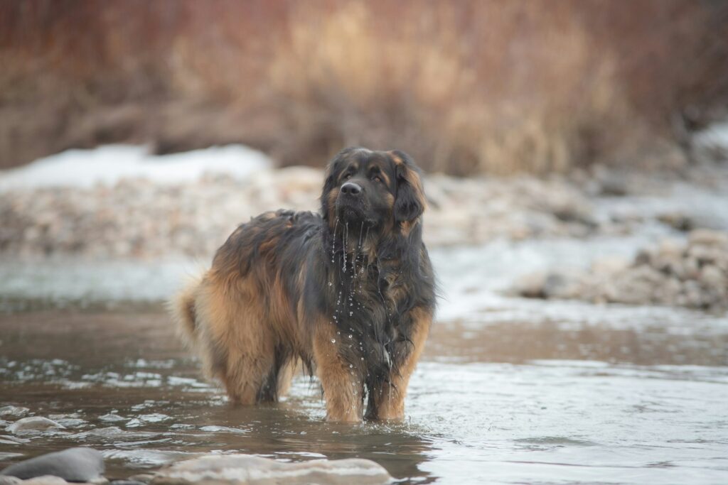 brown and black dog running on water during daytime