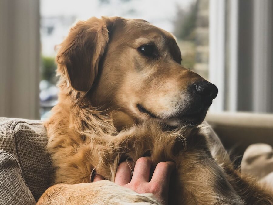 brown dog on sofa