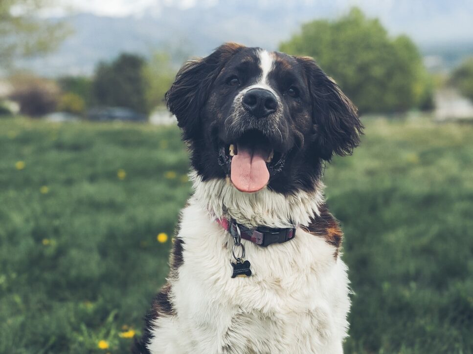 black and white border collie puppy sitting on green grass field during daytime