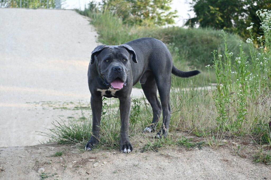 a large black dog standing on top of a dirt road
