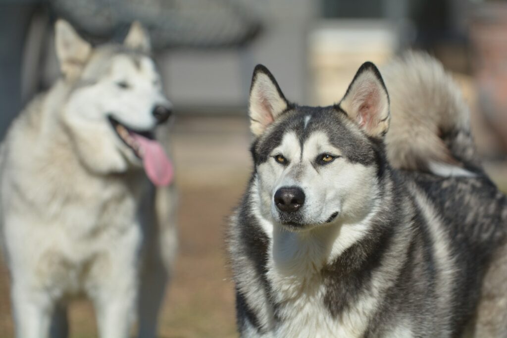 two husky dogs standing next to each other on a field