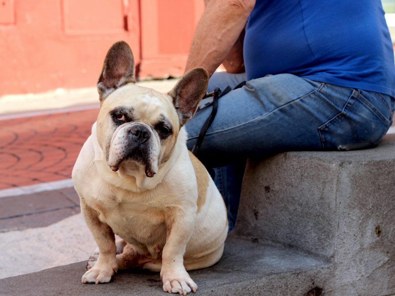 a dog sitting on a cement step next to a man