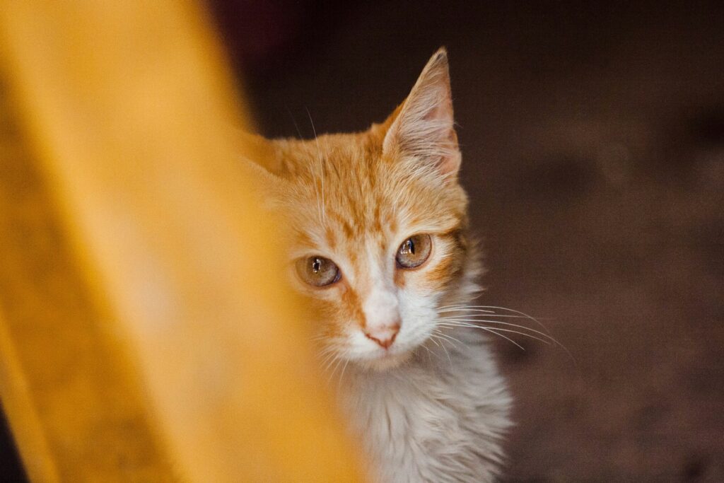 orange tabby cat on selective focus photography