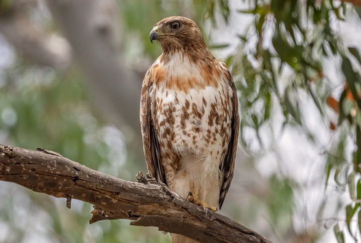 Red-Tailed Hawk