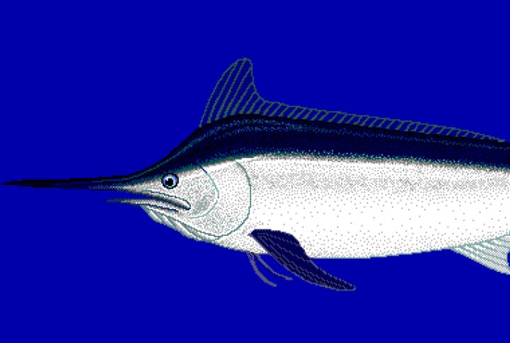 Black Marlin