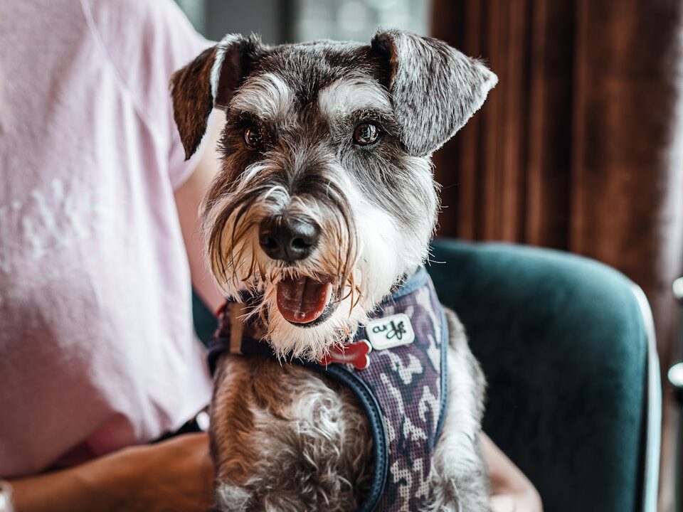 shallow focus photo of long-coated white and black dog
