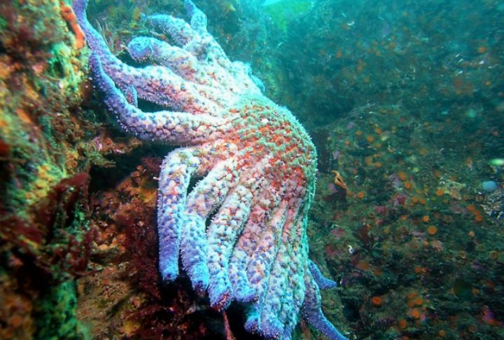 Sunflower Sea Star 
