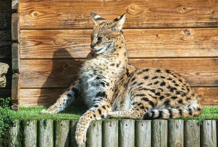 Servals