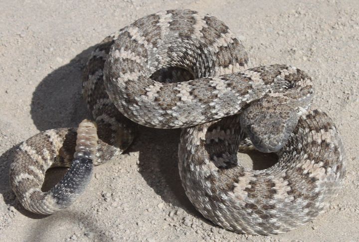 Panamint Rattlesnake