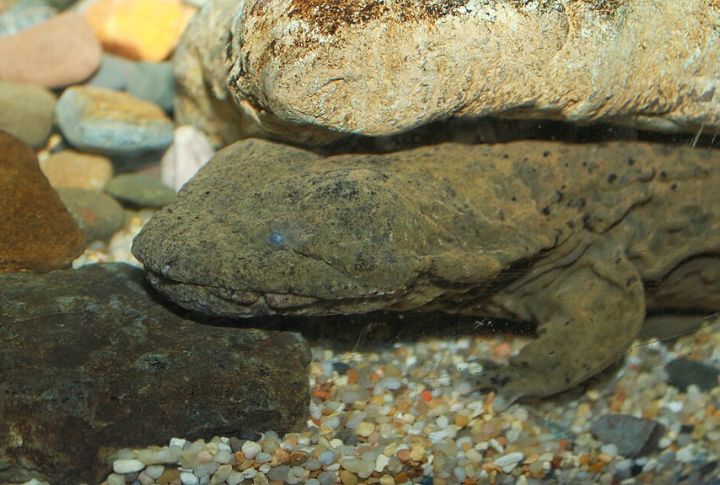 Eastern Hellbender
