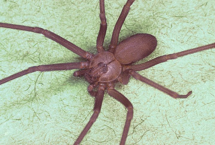 Brown Recluse Spider