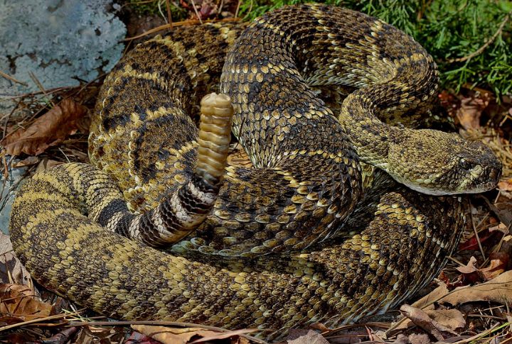 Western Diamondback Rattlesnake
