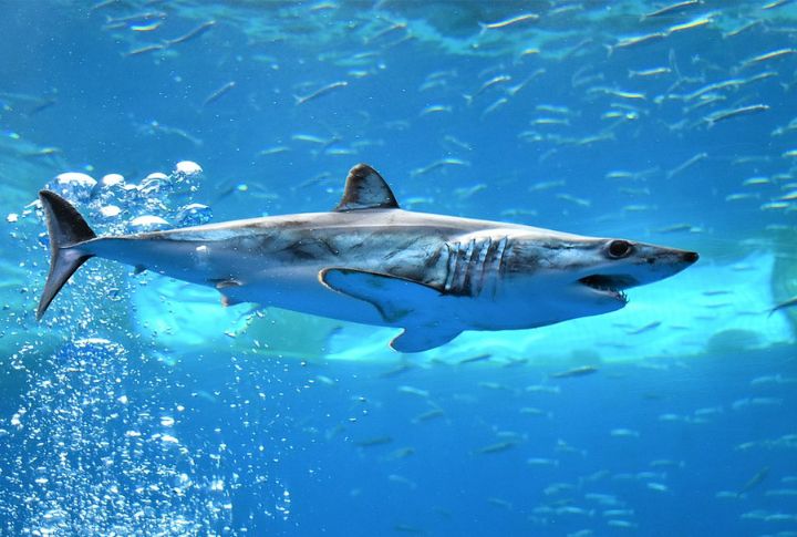 Shortfin Mako Shark