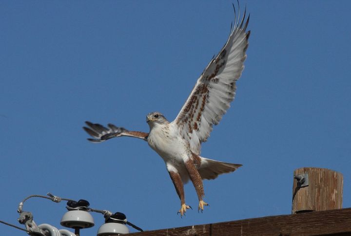 Ferruginous Hawk