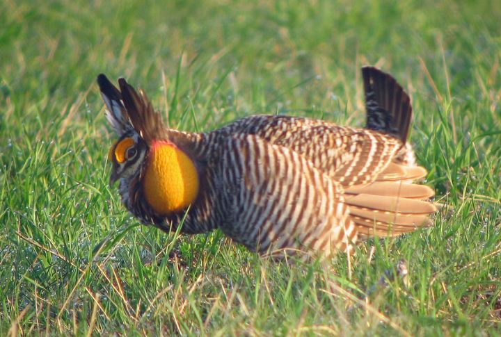 Greater Prairie Chicken
