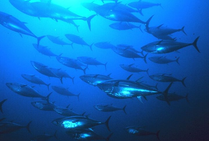 Bluefin Tuna