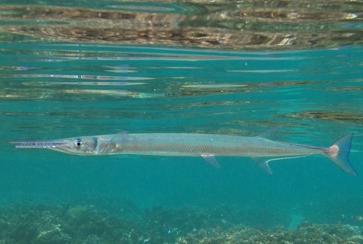 Needlefish