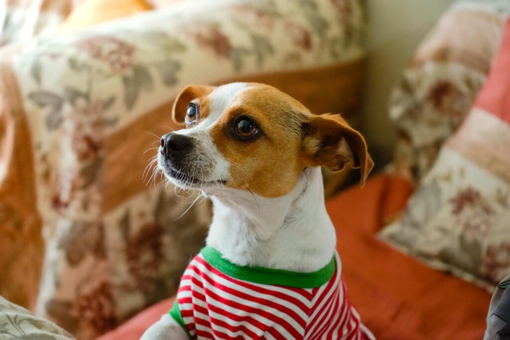 Charming Jack Russell Terrier in striped attire sitting on a patterned sofa indoors.