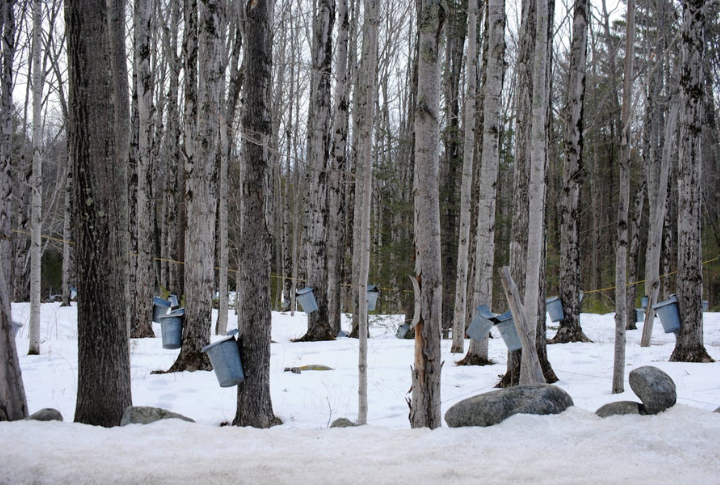 Tapping Trees For Syrup