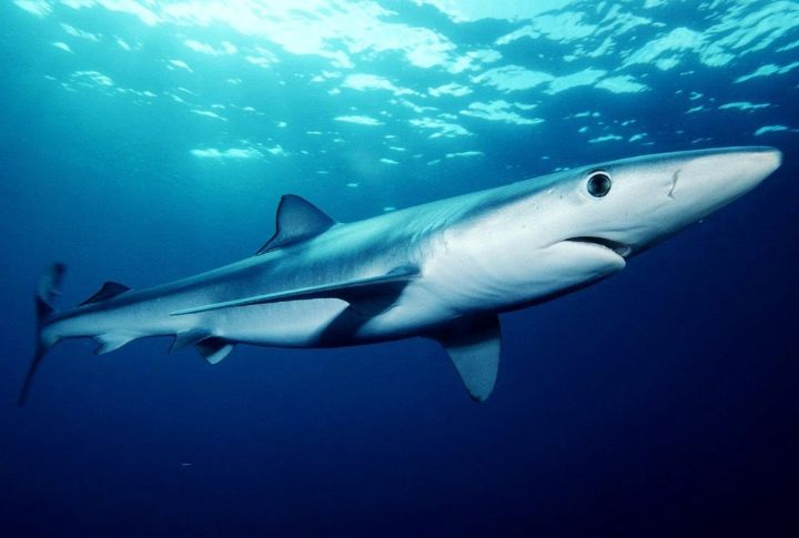 Blue Shark